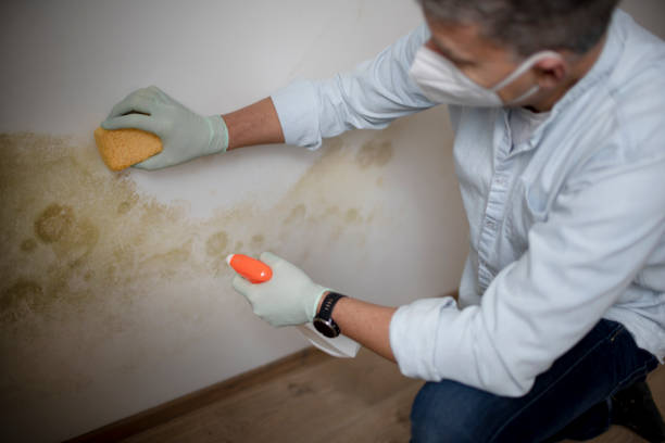 Best Health and Safety Mold Remediation in Reynoldsville, PA
