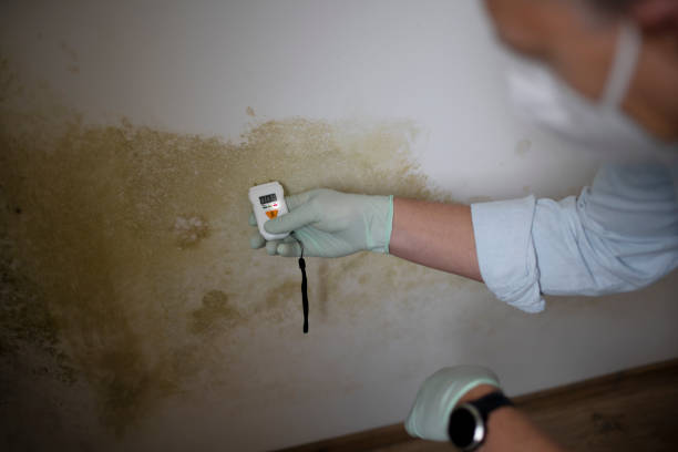 Best Mold Remediation for Specific Building Types in Reynoldsville, PA