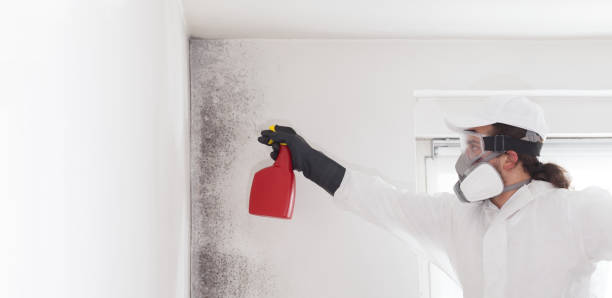 Best DIY Mold Remediation Support Services in Reynoldsville, PA